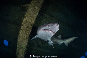 Tanker Tour Guide
A sand tiger shark swims through the i... by Tanya Houppermans 